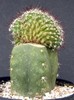 Mammillaria rodantha f. cristata