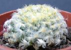 Mammillaria schiedana