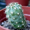 Matucana polzii