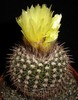 Notocactus Fuscus