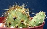 opuntia microsphaerica