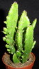 Monacantha fma monstruosa