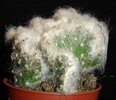 Austrocylindropuntia