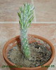 Austrocylindropuntia