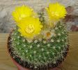 parodia chrysacanthion