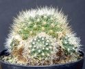 Rebutia flavistyle