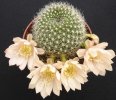 Rebutia narvaecensis