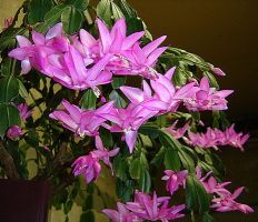 schlumbergera