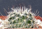 stenocactus albatus