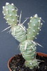 Tephrocactus articulatus var.ovatus