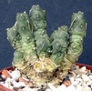 Tephrocactus rossianus
