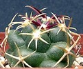 thelocactus hexaedrophorus