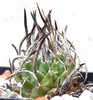 Turbinicarpus Schmiedickeanus