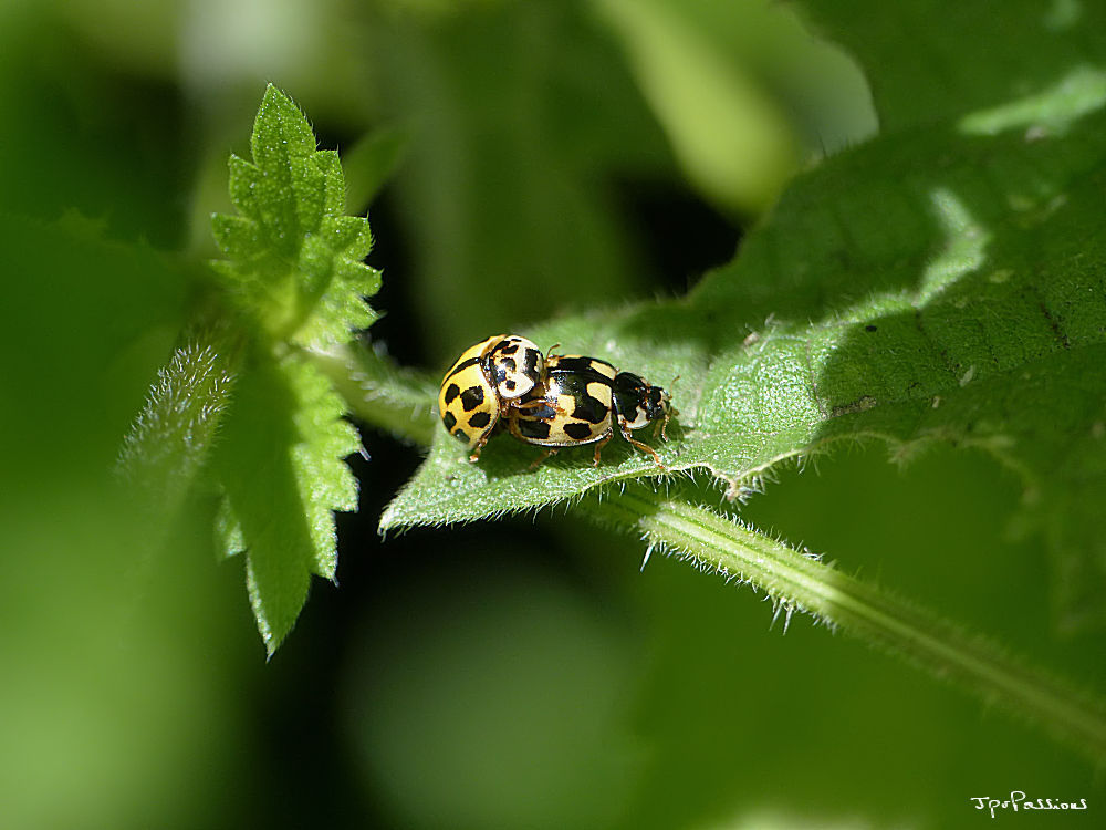 Photo du 5 juin 2017 sur orties Propylea quatuordecimpunctata