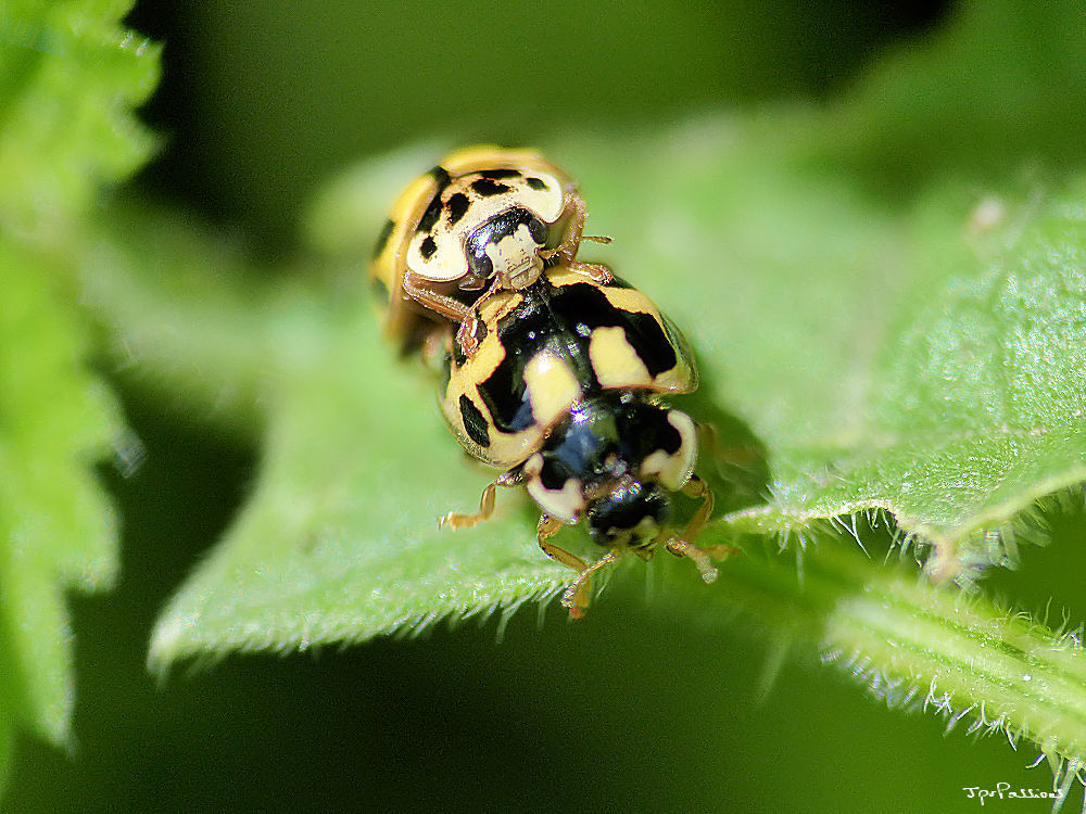 Photo du 5 juin 2017 sur orties Propylea quatuordecimpunctata
