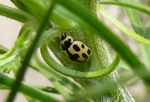 Photo du 30 juillet 2011 sur pied de cosmos dans le 28 Propylea quatuordecimpunctata