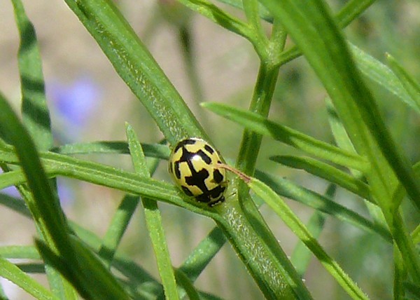 Photo du 30 juillet 2011 sur pied de cosmos dans le 28 Propylea quatuordecimpunctata