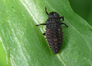 Larves de coccinelles