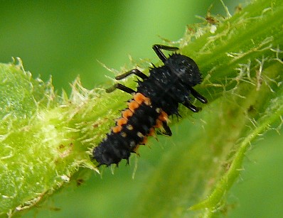 Larves de coccinelles